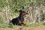 DOBERMANN 656